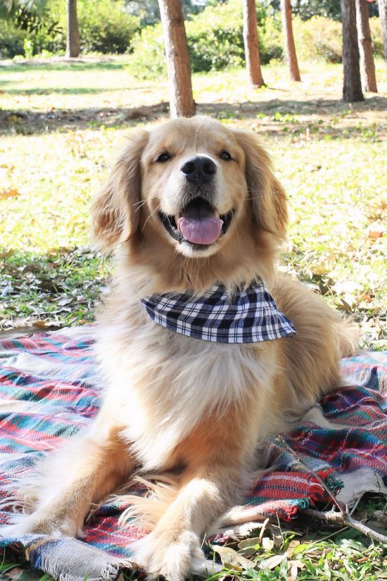 No Sew Flannel Dog Bandana DIY