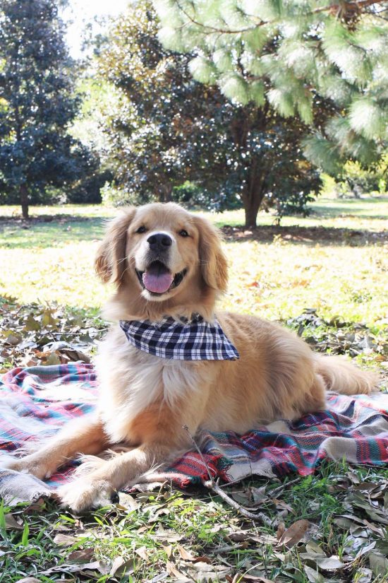 No Sew Flannel Dog Bandana DIY