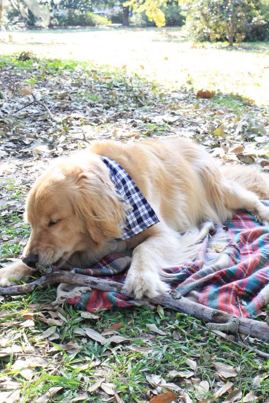 No Sew Flannel Dog Bandana DIY