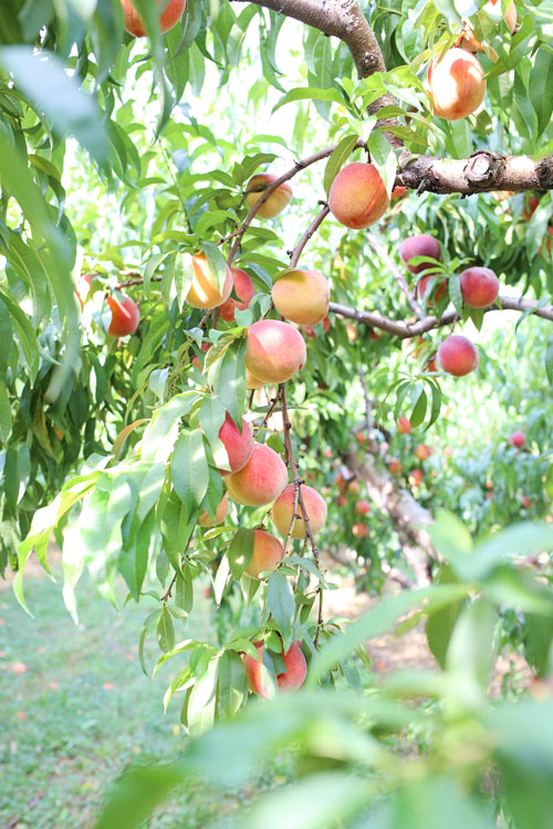 Peach Summer Tablescape