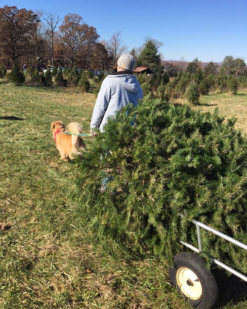 Christmas Tree Farm