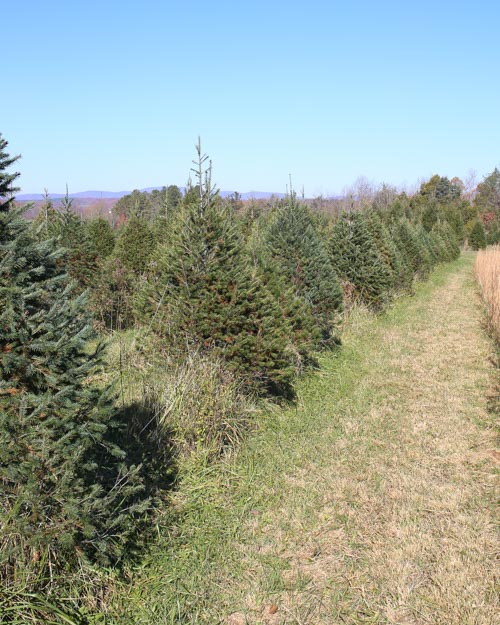 Christmas Tree Farm