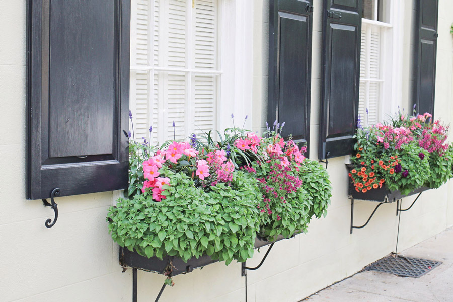 Charleston window flower box