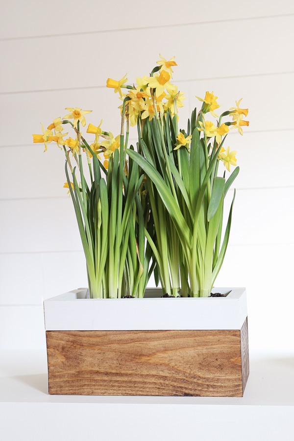 DIY spring planter box with daffodils