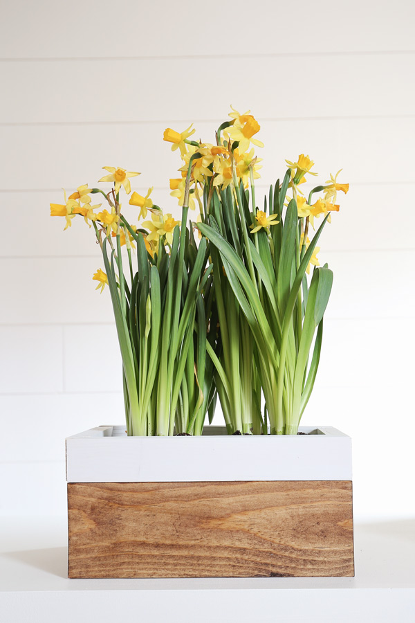 DIY spring planter box with daffodils