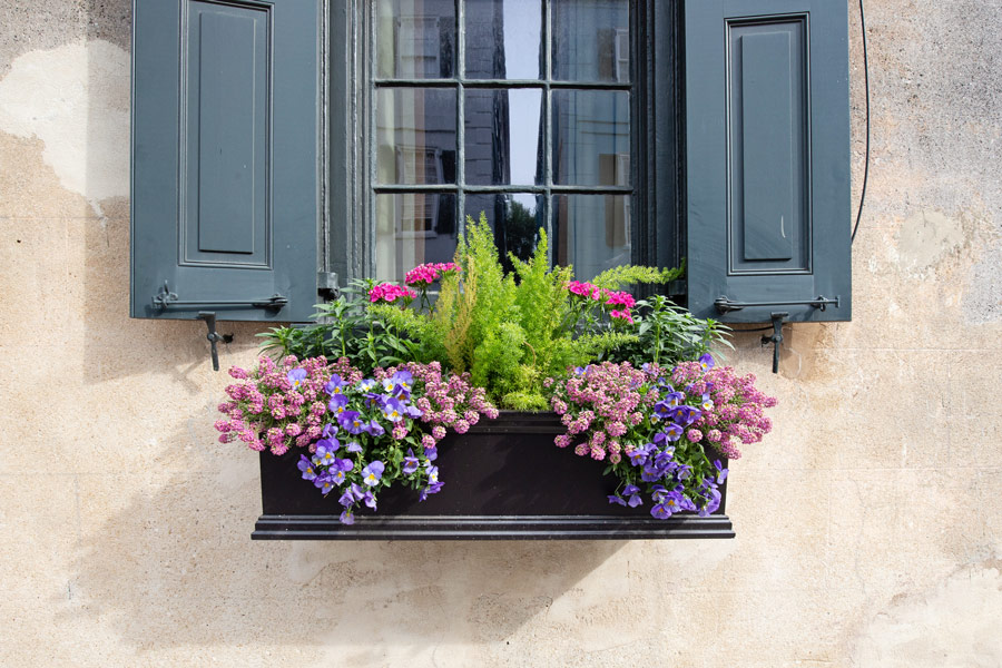 purple and pink flower window box ideas from Charleston