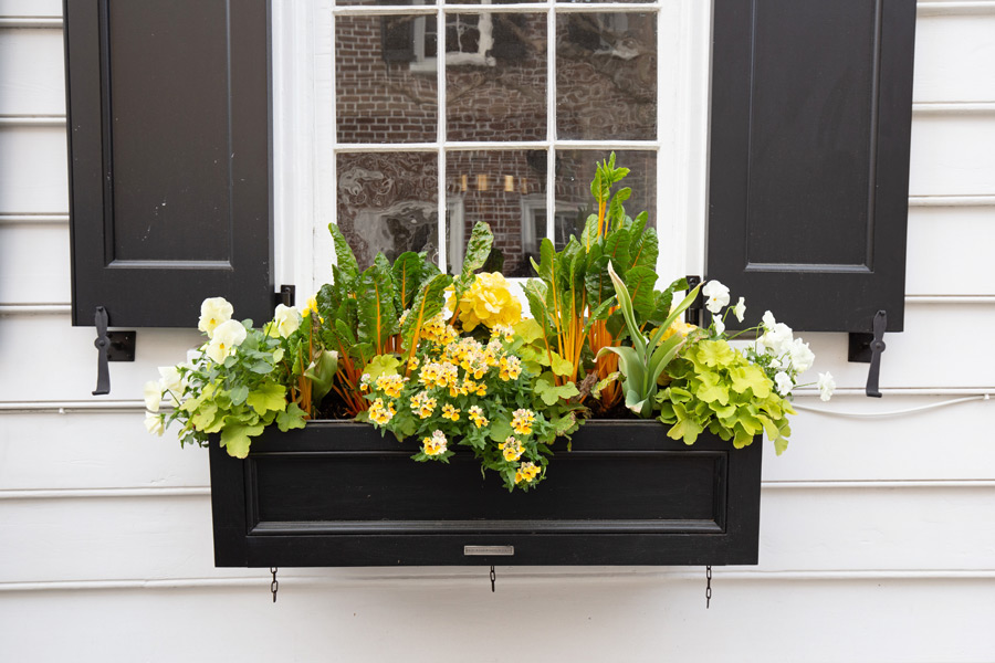 black flower window box with yellow and green plants and flowers