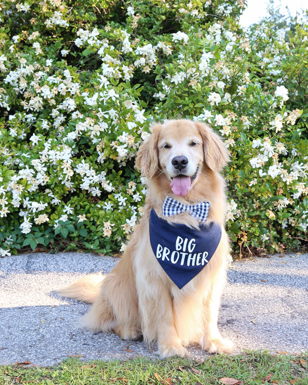 Pregnancy announcement with dog wearing big brother bandana and bowtie