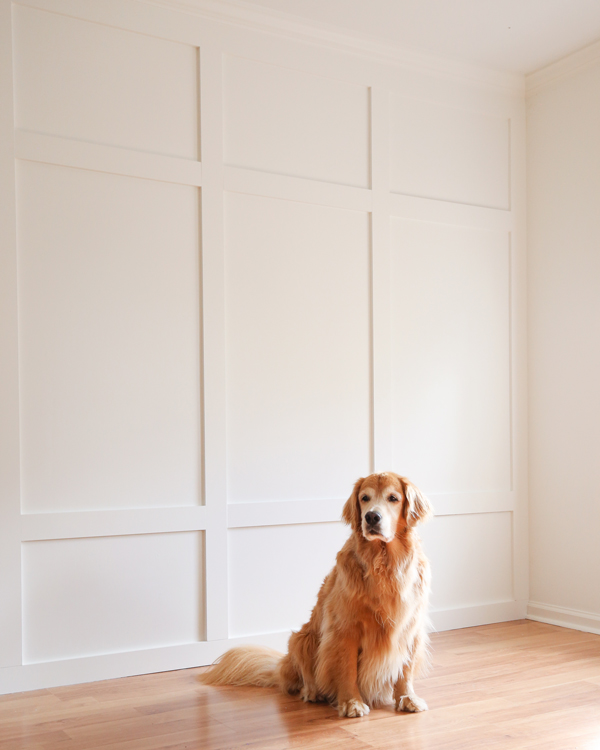 dog in front of DIY board and batten wall