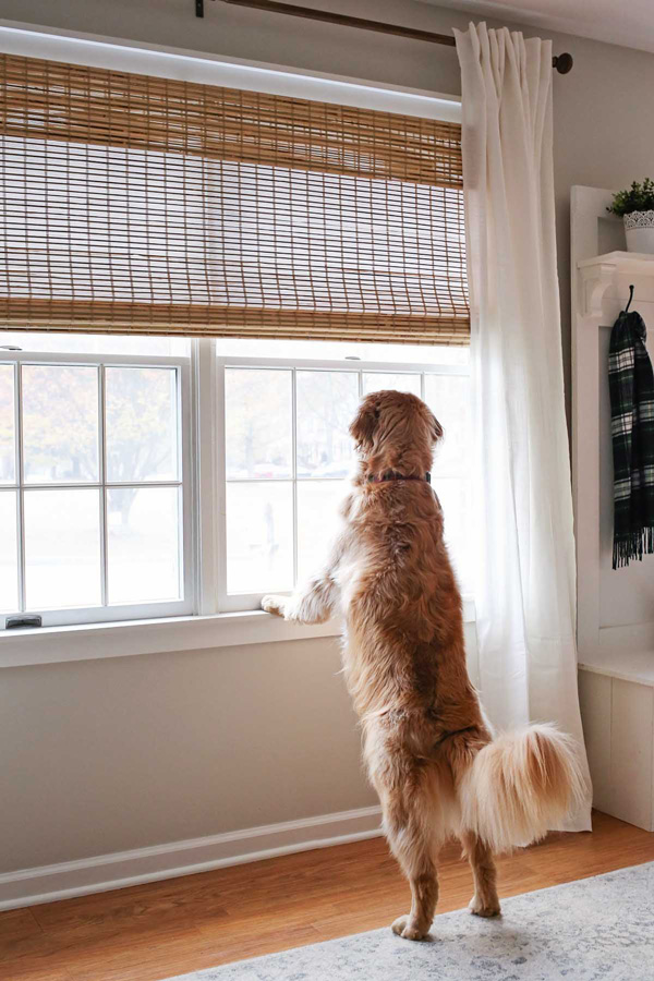 arlo blinds cordless rustique bamboo roman shade in living room window with dog looking out