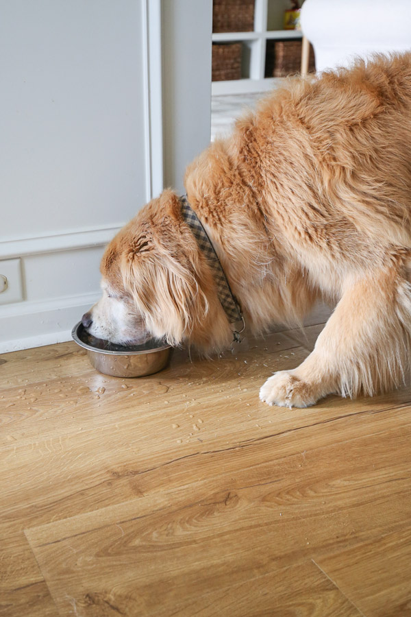 dog drinking water with spills on new flooring