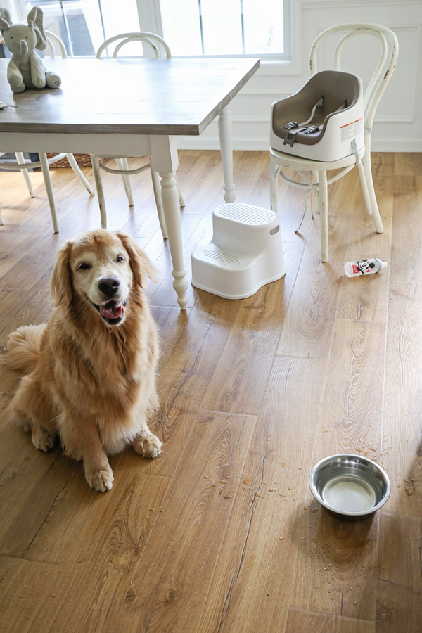 dog and high chair with spilled water on new pergo flooring