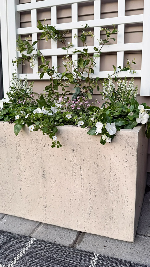 Easy Patio Garden Idea with a Trellis and Planter Box and star jasmine