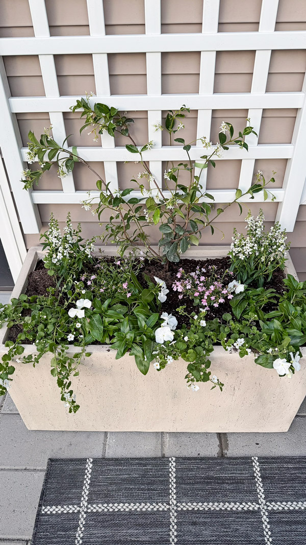 Easy Patio Garden Idea with a Trellis and Planter Box and star jasmine