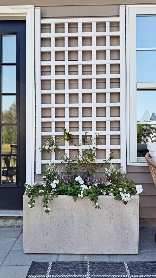 Easy Patio Garden Idea with a Trellis and Planter Box and star jasmine